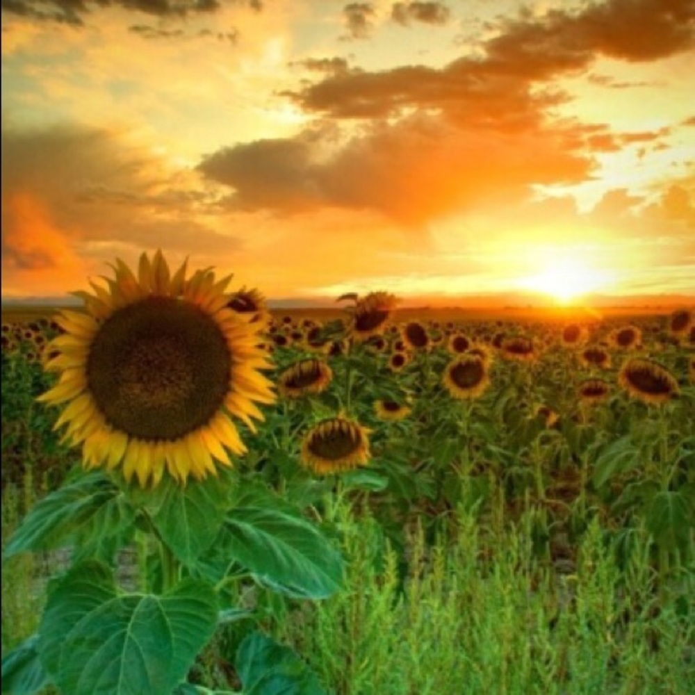 Meet your Posher, Jana